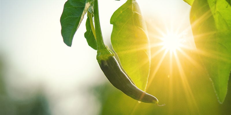 Porque cultivar malaguetas ao ar livre?