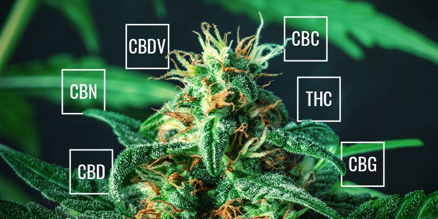 Que canabinóides estão presentes na cannabis?