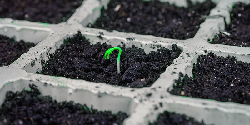 Germinação