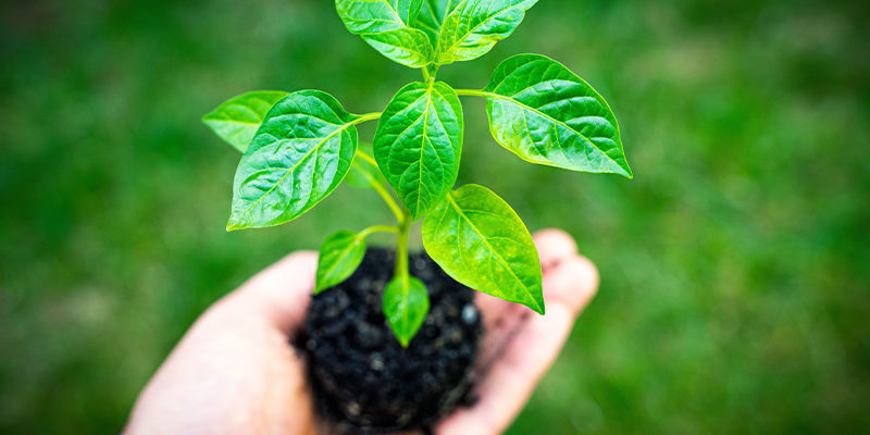 Transplante