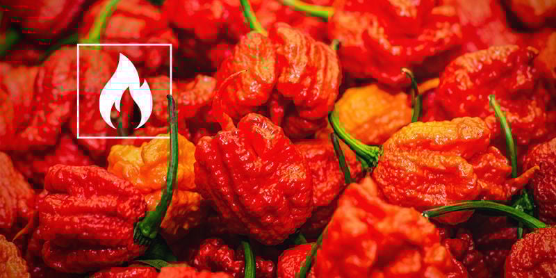 Quão picante é a Carolina Reaper?