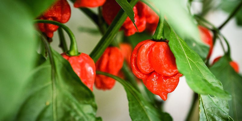 Como cultivar Carolina Reaper
