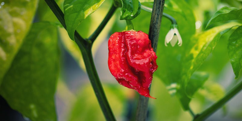 O que é a Carolina Reaper?