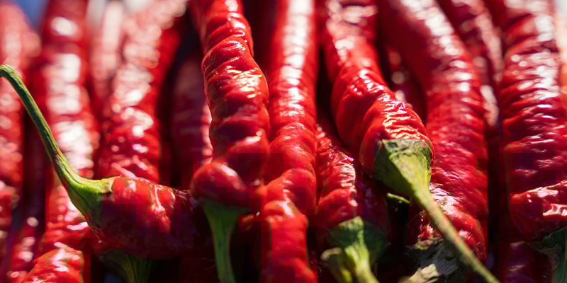 Cultivar malaguetas Cayenne Long Slim: Vale a pena?