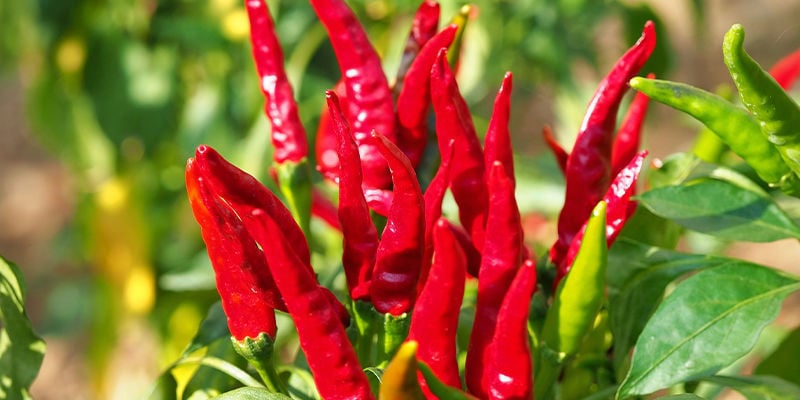 Cultivo de Cayenne Long Slim: Etapas