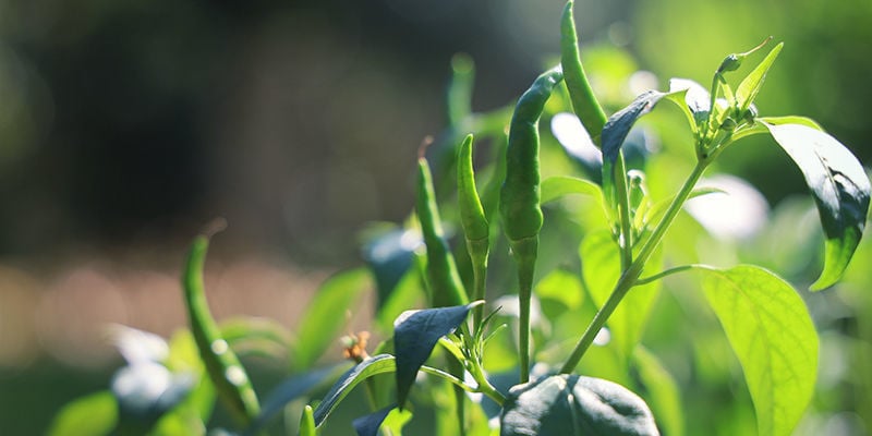 Como cultivar pimentos Cayenne Long Slim