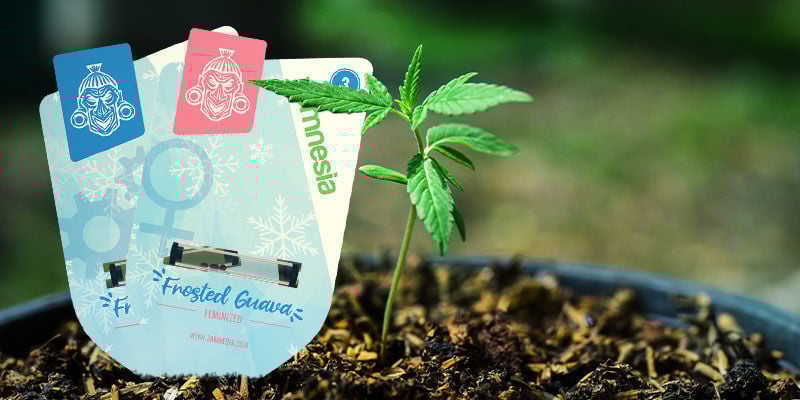 Como cultivar Frosted Guava