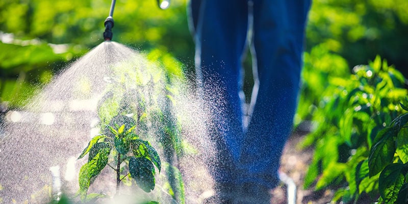 Os pesticidas naturais são melhores do que os sintéticos?
