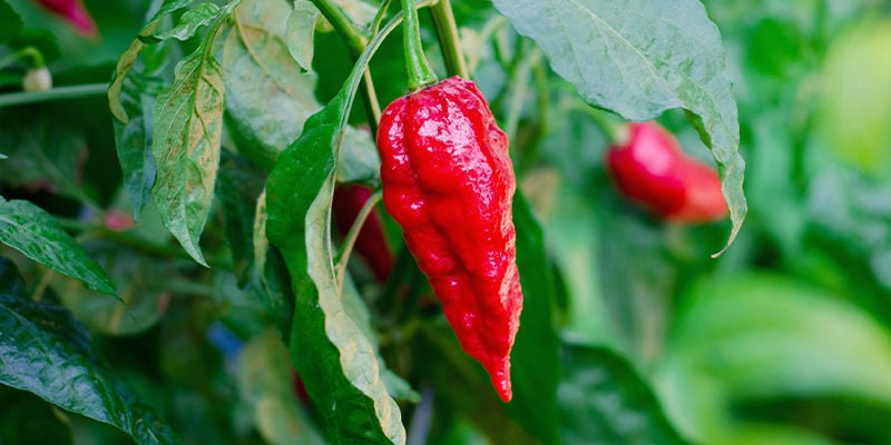 Mantenha o controlo das suas plantas de pimenta