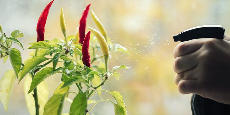Como utilizar pesticidas naturais em plantas de malagueta