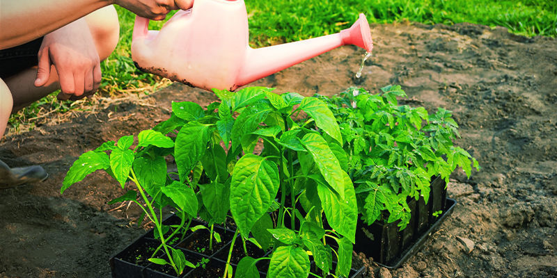 Dicas principais para endurecer plantas de pimenta