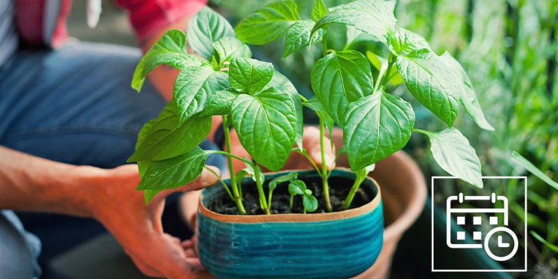 Quando começar a aclimatar plantas de pimentos picantes?