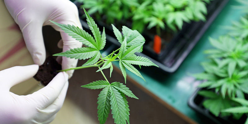 Como começou o 420