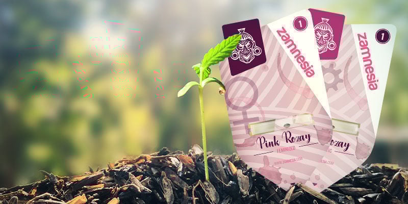 Como cultivar Pink Rozay