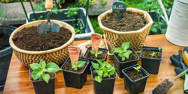 Como transplantar pimenteiros para vasos maiores
