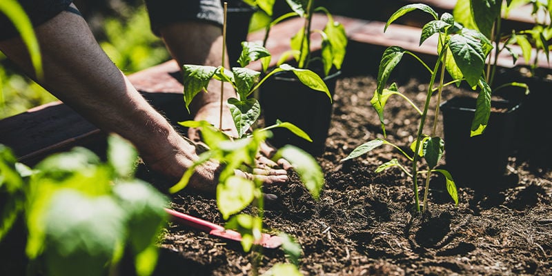 Como transplantar plantas de pimento para o seu jardim