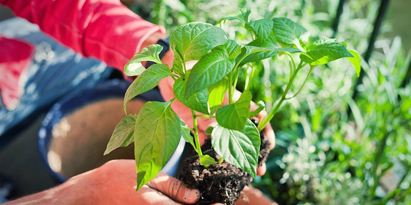 Transplantar plantas de pimento: exterior