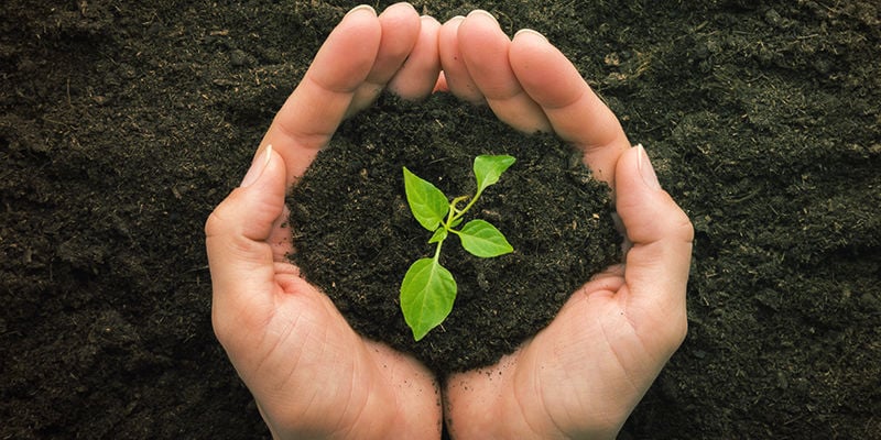 Transplantar plantas de pimento picante: o que é transplantar?