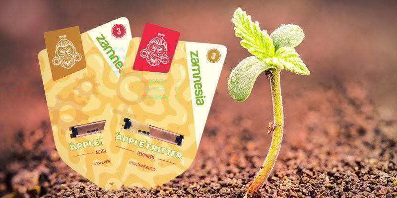 Como Cultivar Apple Fritter