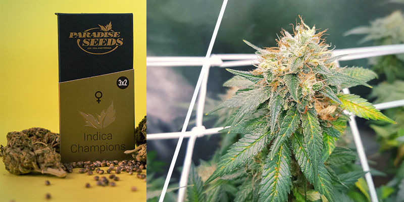 Coleção Pack Indica Champions (Paradise Seeds)