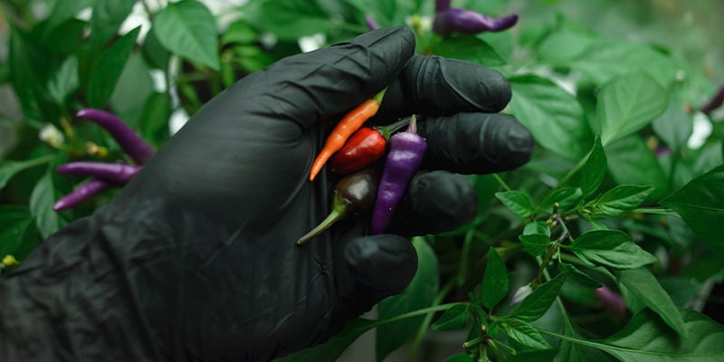 Tenha Cuidado com a Capsaicina