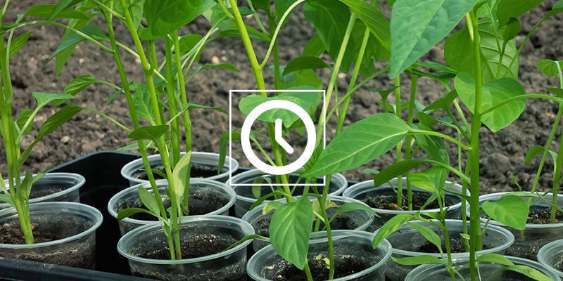 Quanto tempo demora a clonar plantas de malagueta?