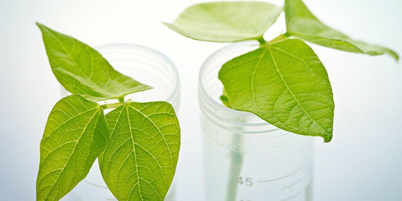 Como clonar plantas de pimentos picantes: guia passo a passo