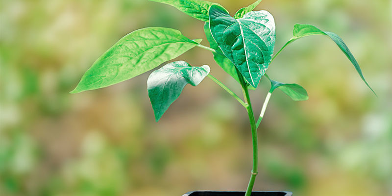 Dicas para uma clonagem bem-sucedida de pimentos