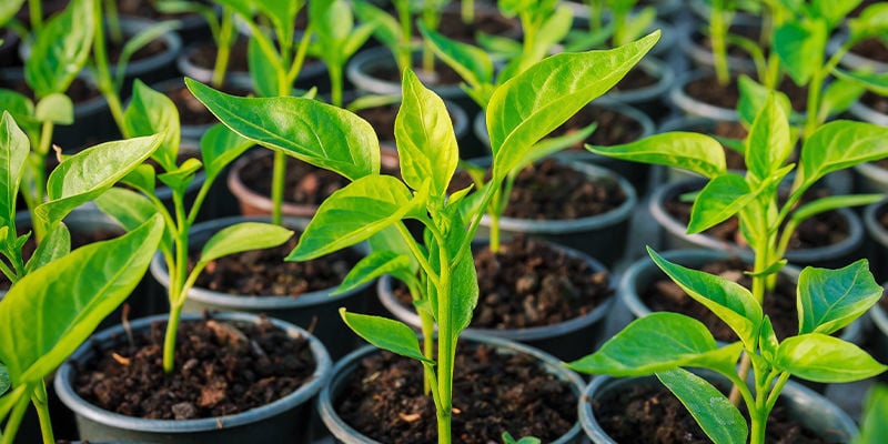 Porque clonar plantas de malagueta?
