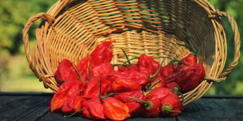 Quais são os melhores pimentos para fazer molho picante caseiro?