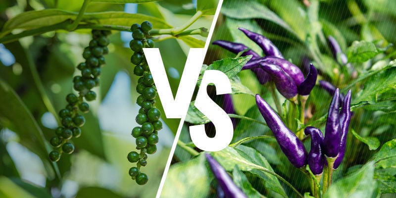Pimenta vs Chili