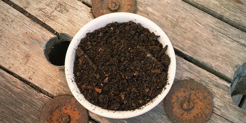 Método: Hibernar plantas de malagueta