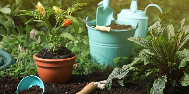 Do que precisa para proteger plantas de malagueta no inverno?