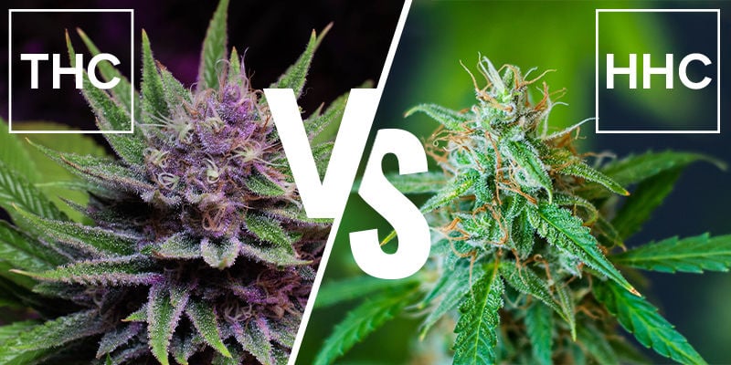 Qual é a diferença entre o HHC e o THC?