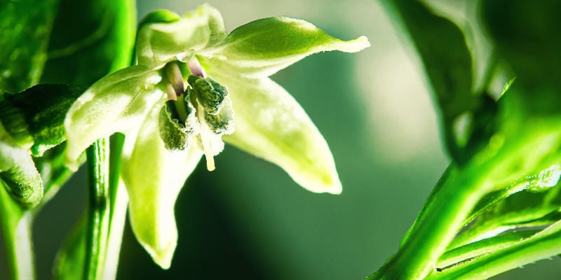 As plantas de piri-piri são autopolinizantes?