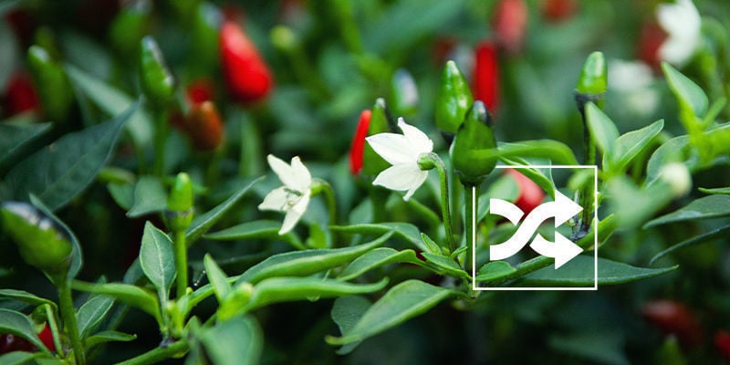 Polinização cruzada de plantas de malagueta
