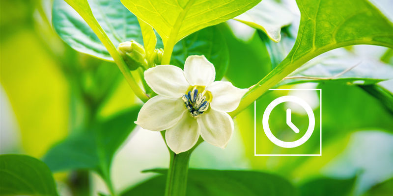 Quando polinizar plantas de malagueta?