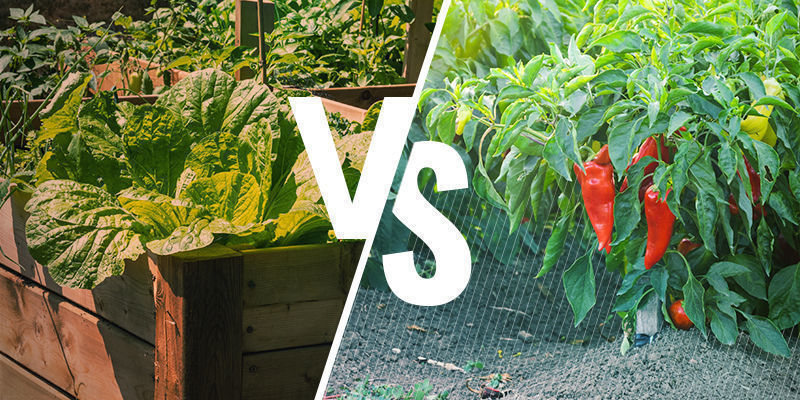 Canteiros elevados vs cultivo direto no solo