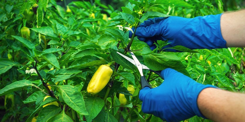 Como podar plantas de malagueta