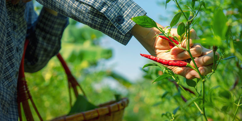 Poda de pimentos picantes para máxima produção