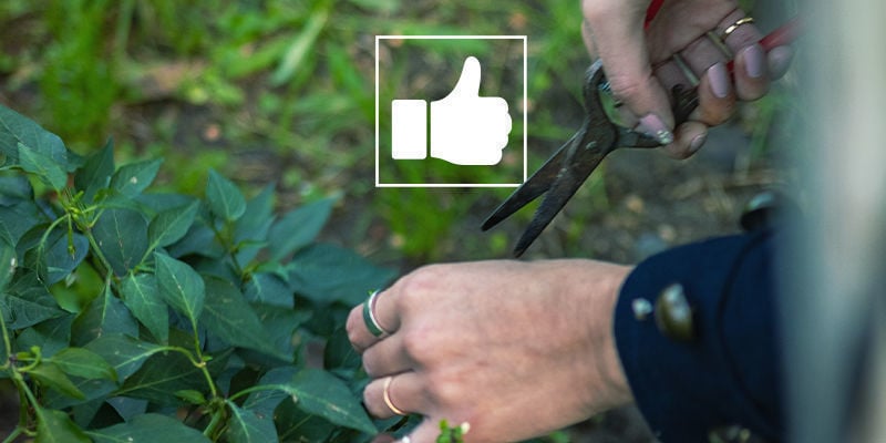 Dicas para podar plantas de pimentos picantes