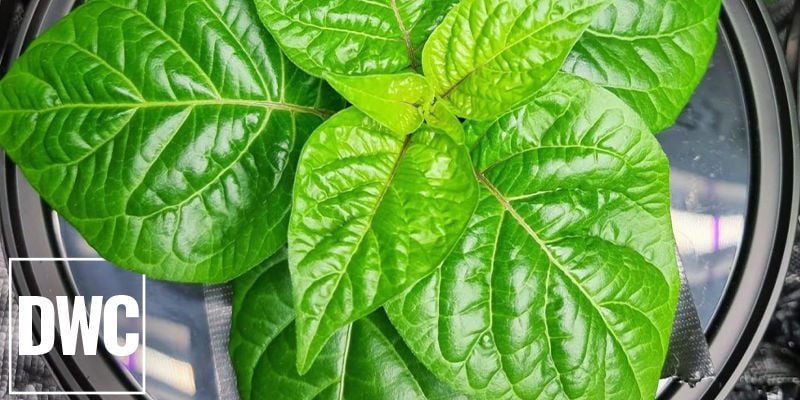 Deep Water Culture (DWC) Deep Water Culture (DWC)