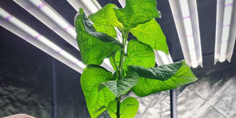 Cultivar malaguetas em hidroponia: Vale a pena todo o trabalho? Cultivar malaguetas em hidroponia: Vale a pena todo o trabalho?