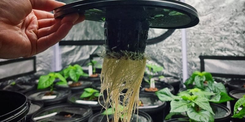 Como cultivar malaguetas picantes em hidroponia Como cultivar malaguetas picantes em hidroponia