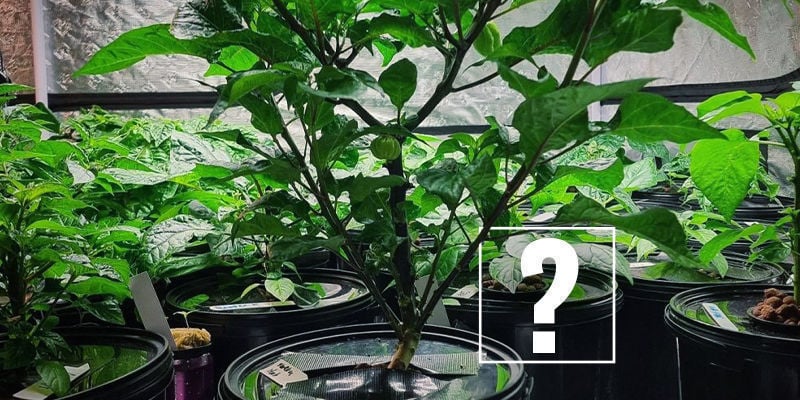 Por que usar hidroponia para cultivar malaguetas? Por que usar hidroponia para cultivar malaguetas?