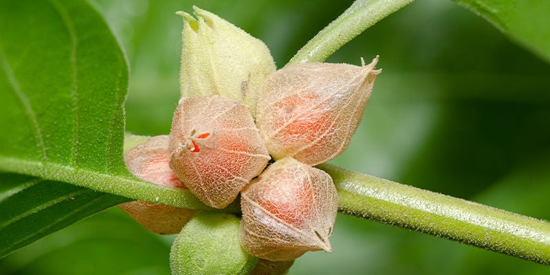 Origens da ashwagandha