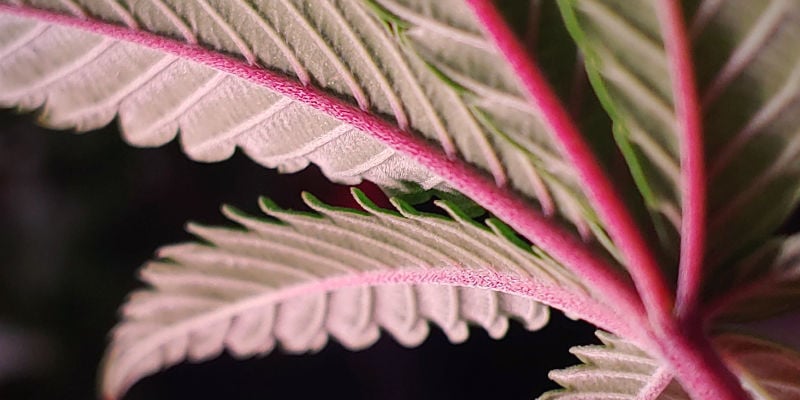 Caule vermelho ou roxo nas plantas de cannabis — quando devemos ficar atentos?