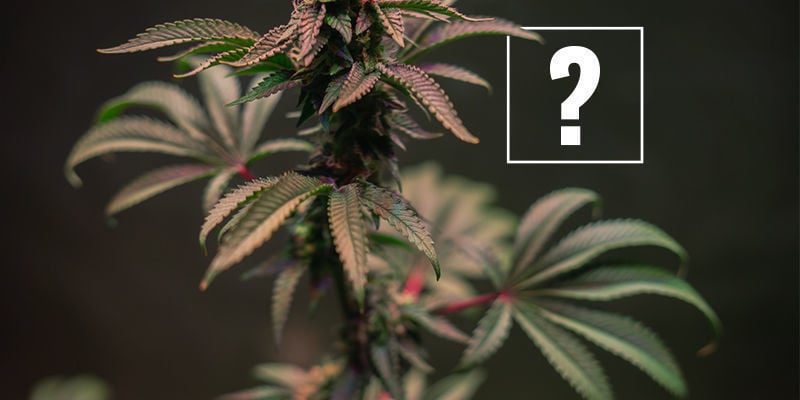 O que causa caules vermelhos e roxos na cannabis?