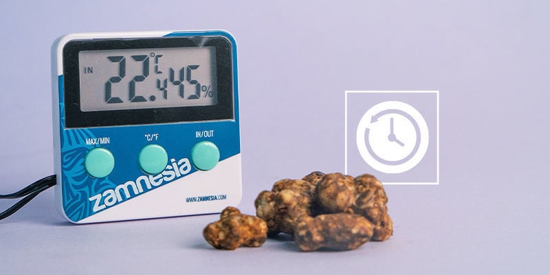 Quanto tempo demoram as trufas mágicas a secar?