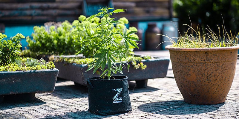 Porque limpar os vasos de tecido para plantas?